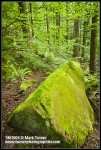 Mossy Chuckanut sandstone boulder on forest floor under Douglas-firs & Vine Maple