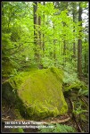 Mossy Chuckanut sandstone boulder on forest floor under Douglas-firs & Vine Maple