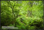 Forest understory of Red Huckleberry, Vine Maple, Sword Ferns, Snowberry w/ Douglas-fir trunk
