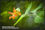 Orange Honeysuckle blossoms & foliage