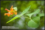 Orange Honeysuckle blossoms & foliage