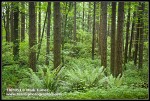 Douglas-fir trunks w/ Sword Ferns at base