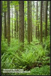 Douglas-fir trunks w/ Sword Ferns at base, Indian Plum in understory