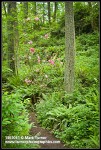 Rhododendron among Sword Ferns under Douglas-firs, beside path