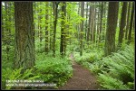 Forest trail through Douglas-firs, Bigleaf Maples, Sword Ferns