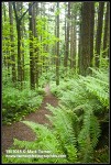 Forest trail through Douglas-firs, Bigleaf Maples, Sword Ferns