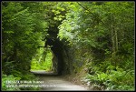 Tunnel through Chuckanut sandstone, framed by Western Redcedar, Bigleaf Maple, Sword Ferns