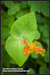 Orange Honeysuckle blossoms & foliage detail