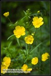Swamp Buttercup blossoms