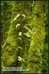 Summer-deciduous Licorice Ferns on moss-covered Bigleaf Maple trunks