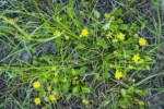 Greater Creeping Spearwort