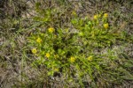 Greater Creeping Spearwort