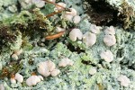 'Fairy Barf' crustose lichen