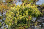 Pink Mountain-heather w/ golden foliage