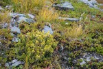 Pink Mountain-heather w/ golden foliage