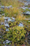 Pink Mountain-heather w/ golden foliage