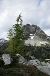 Subalpine Larch w/ Corteo Peak bkgnd