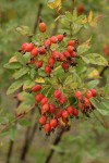 Clustered Wild Rose hips among foliage