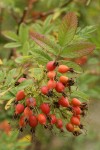 Clustered Wild Rose hips among foliage