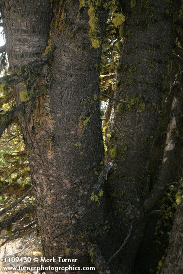 Pinus albicaulis