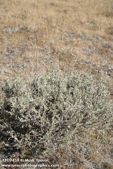Artemisia arbuscula