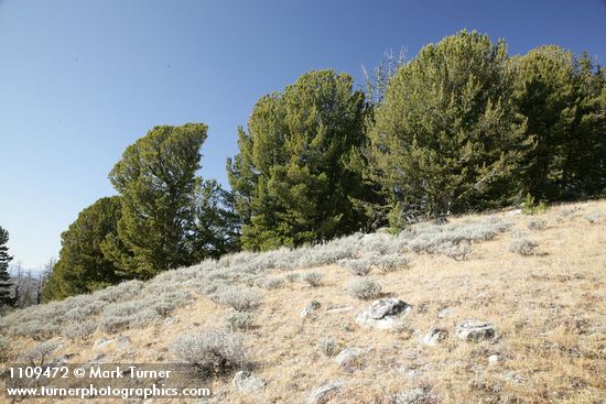 Pinus albicaulis; Artemisia arbuscula