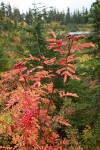 Sitka Mountain Ash berries & fall foliage w/ Picture Lake soft bkgnd