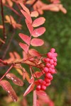 Sitka Mountain Ash berries & fall foliage