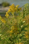 Late Goldenrod blossoms & foliage