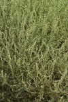 Russian Tumbleweed