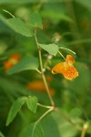 Cape Jewelweed (Orange Balsam) blossom & foliage detail