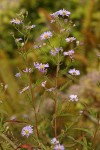 Pacific Aster