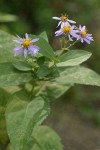 Rough-leaved Aster blossoms & foliage