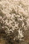 Snow Desert Buckwheat