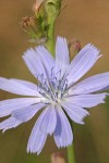 Chicory blossom detail