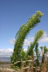 Horseweed, windblown against blue sky