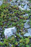 Alpine Wintergreen fruit & foliage