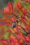 Cascades Blueberry fruit & fall foliage