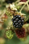Himalayan Blackberry ripening fruit, detail