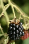 Himalayan Blackberry ripe fruit, detail