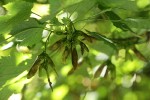 Douglas Maple samaras (seeds) under foliage