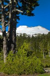 Mt. Baker framed by Mountain Hemlocks at Mazama Park