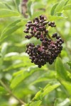 Black Elderberry fruit