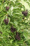 Black Elderberry fruit & foliage