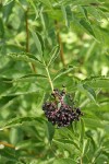 Black Elderberry fruit & foliage