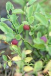 Grouseberry fruit & foliage detail