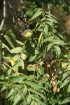 Northern California Black Walnut foliage & nut