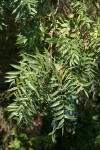 Northern California Black Walnut foliage & nut