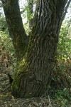 Northern California Black Walnut trunk
