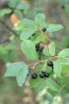 California Buckthorn fruit & foliage